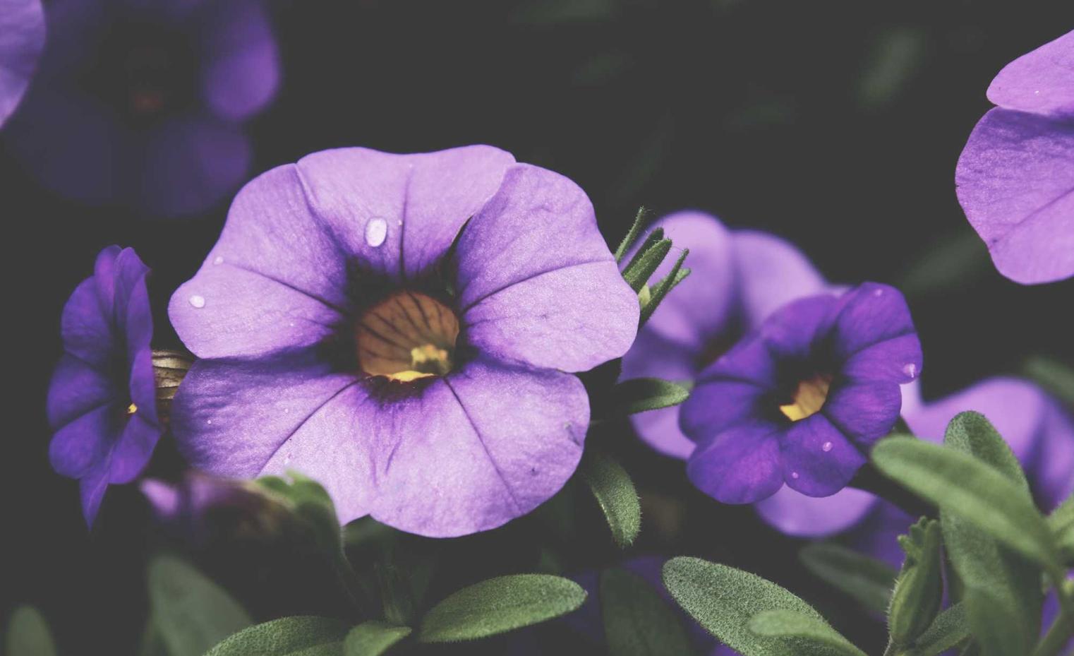 DDOS攻击平台|点融网理财app详情下载教程