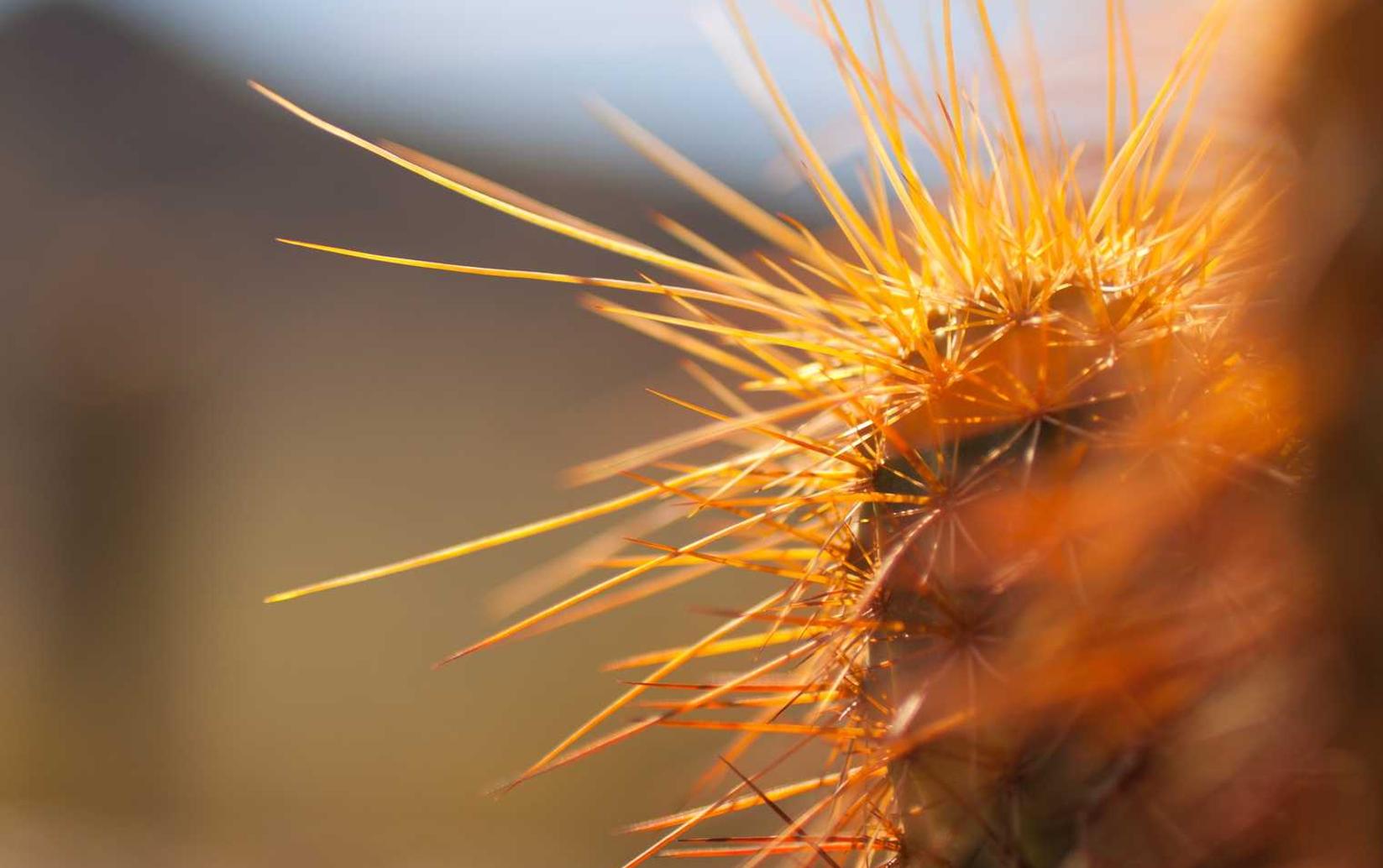 铁塔猫海盐柠檬爆珠（粗）：沈阳餐具购买平台