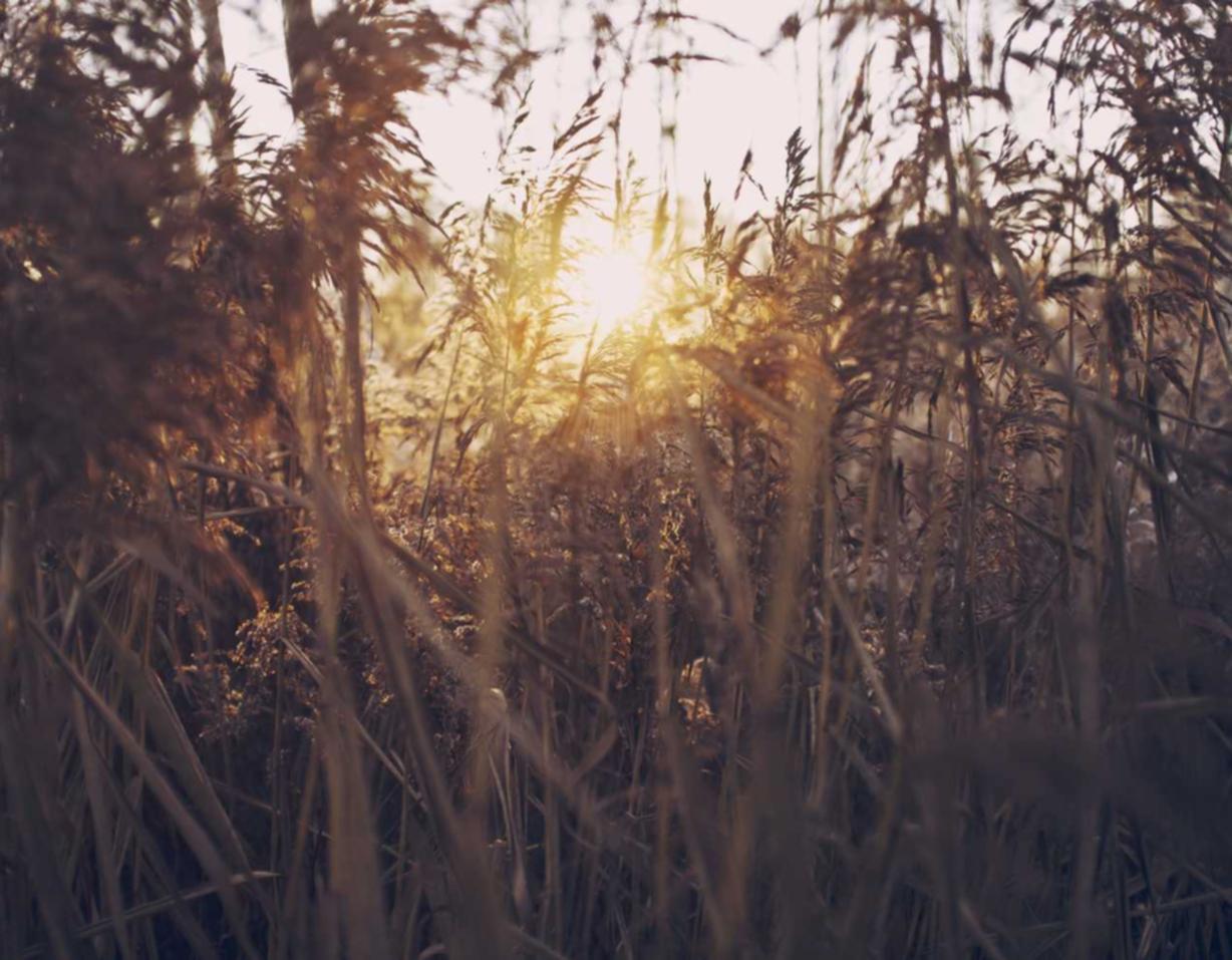 七星柔和7mg：百合婚恋网怎么注册账号