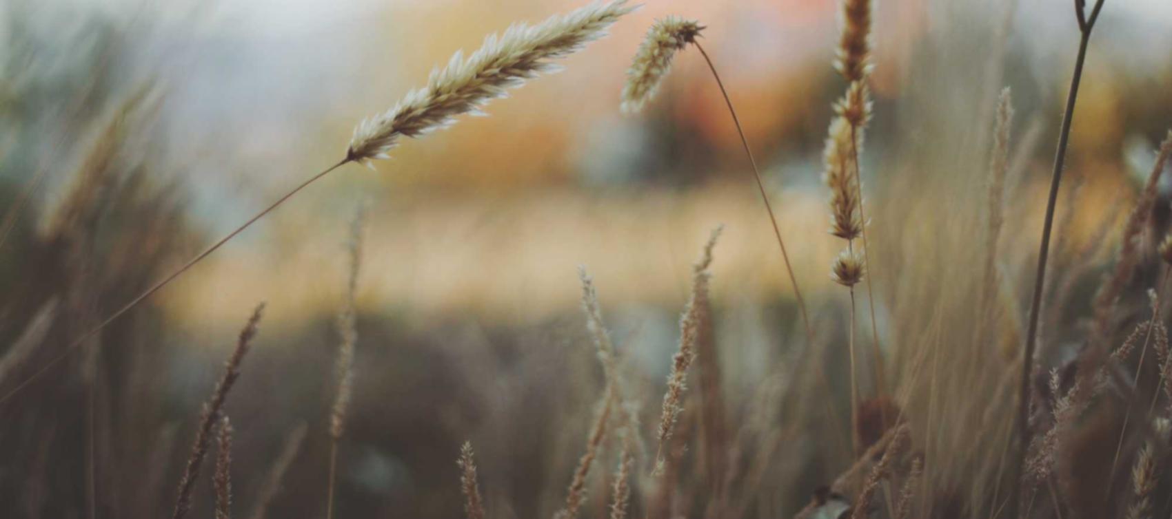 方盒万宝路草莓双爆珠：眉山内资公司注册代理报价