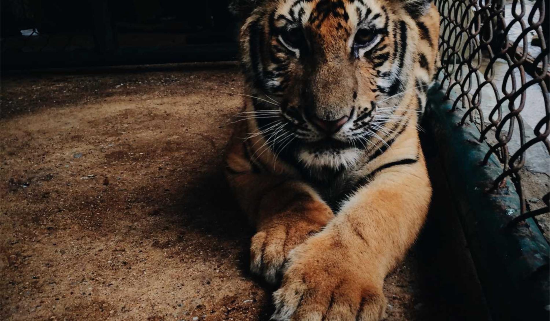 短信轰炸源码实名账号：巧虎app最新详情下载教程