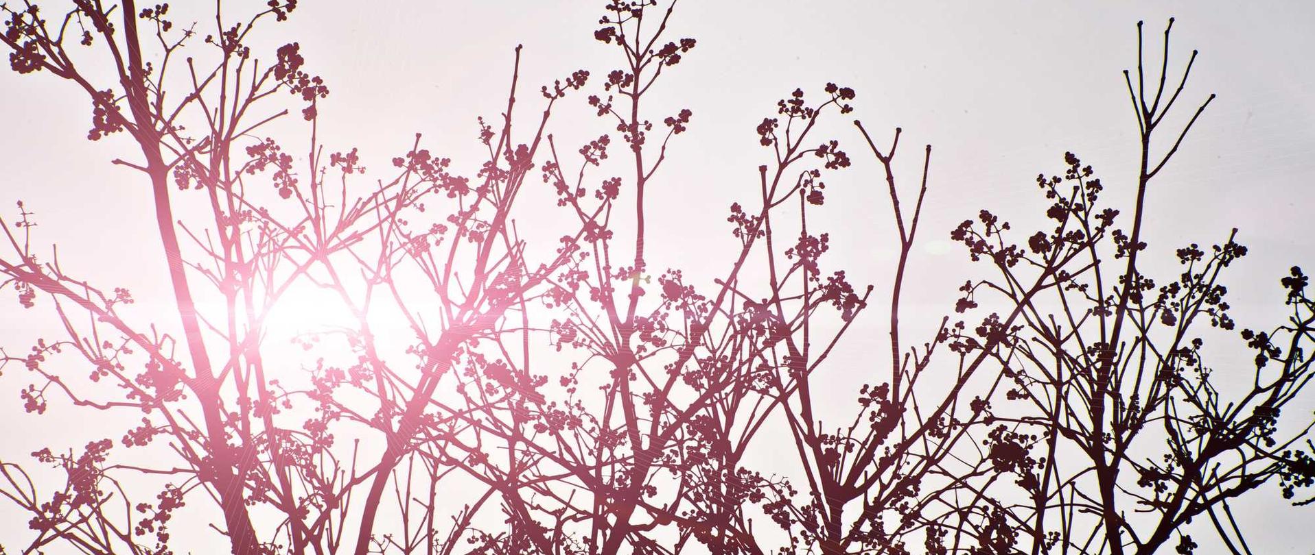 如何运用短链接和长链接来增强SEO