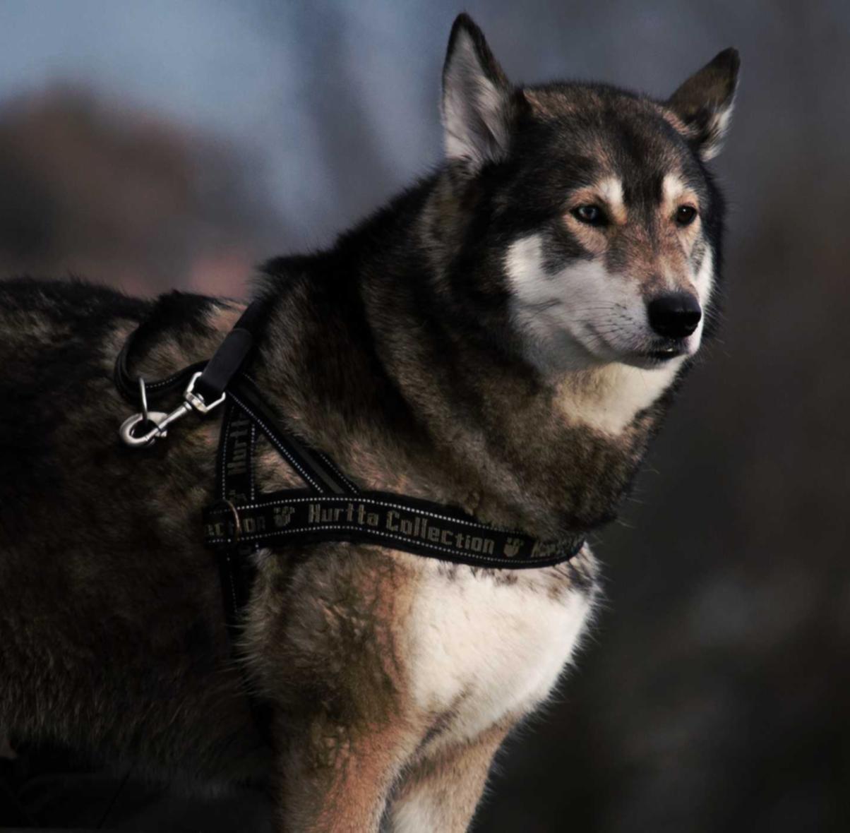 十一选五app官方详情下载教程