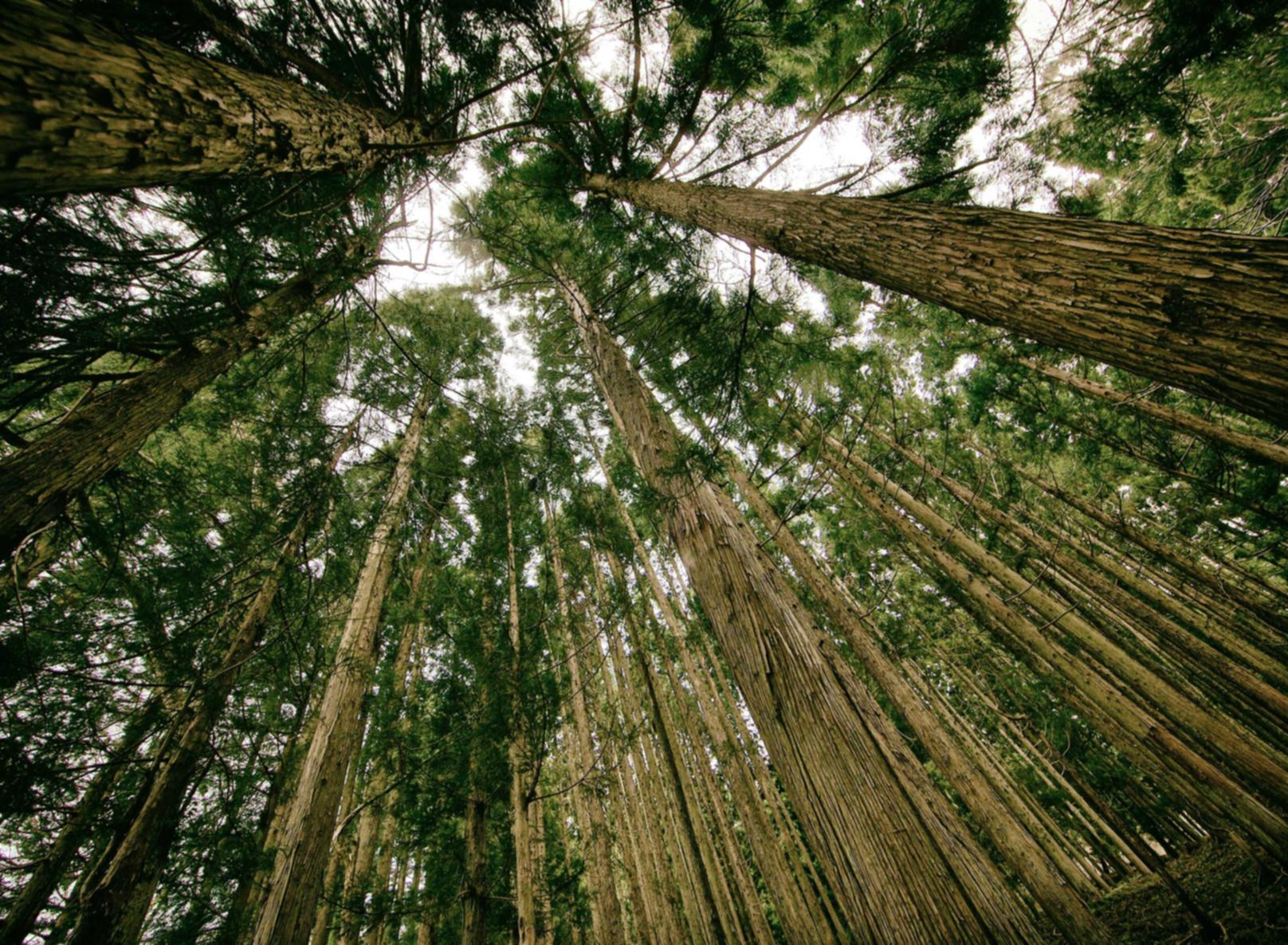 又拍云实名账号：麒麟资管期货平台开户